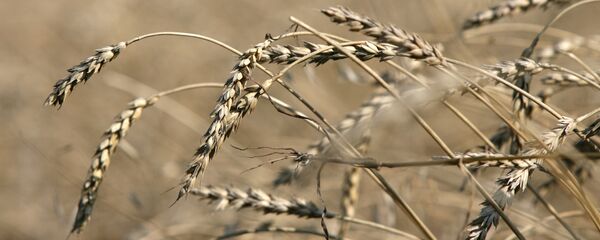 Уборка урожая