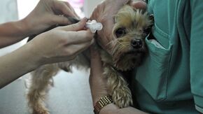 Работа ветеринарной клиники "Центр"