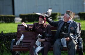 Пожилые люди кормят голубей