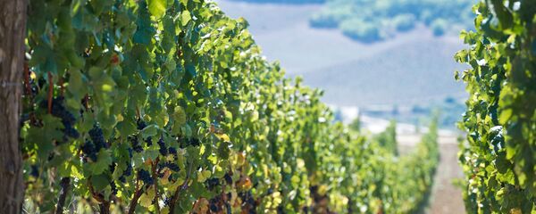 Винодельческое хозяйство "UPPA Winery" в Крыму