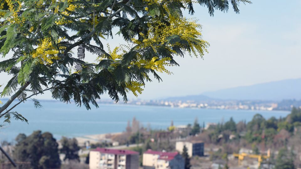 Цветение мимозы в Абхазии