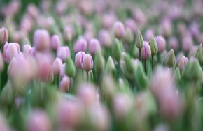 Выращивание цветов в тепличном хозяйстве в Томске