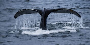 Антарктическая экспедиция на исследовательском судне "Адмирал Владимирский"