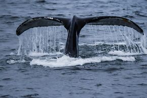 Антарктическая экспедиция на исследовательском судне  "Адмирал Владимирский"