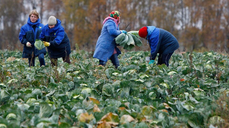 Уборка капусты в Минском районе Белоруссии