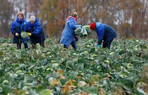 Уборка капусты в Минском районе Белоруссии